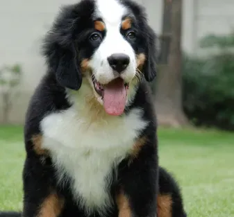伯恩山犬会乱叫吗 伯恩山犬应当如何喂养 | 伯恩山犬