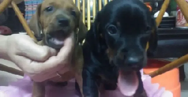 腊肠犬|腊肠犬日常管理的几大要点
