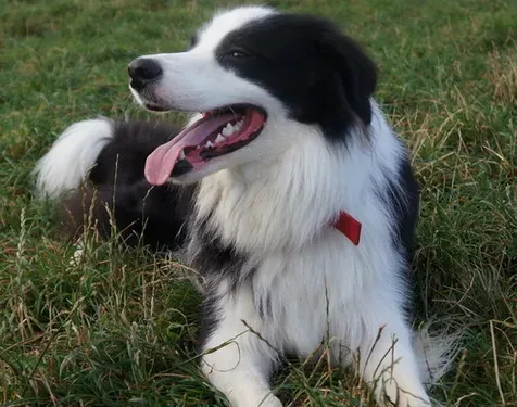 边境牧羊犬智商到底有多高 边境牧羊犬智商排名 | 边境牧羊犬