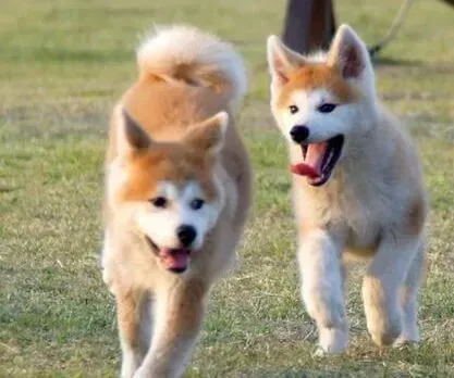 秋田犬|秋田犬不吃饭还拉稀是不是病了
