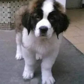 圣伯纳犬|圣伯纳犬突然不吃不喝，口吐白沫怎么办