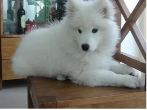 银狐犬|为什么养银狐犬要从小养起