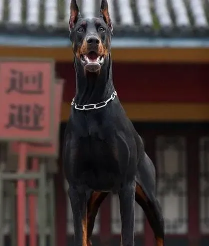 杜宾犬|怎样为杜宾犬补钙才是最正确的