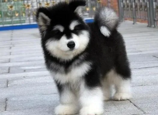 阿拉斯加犬|阿拉斯加犬不常晒太阳需要给钙片它吃吗