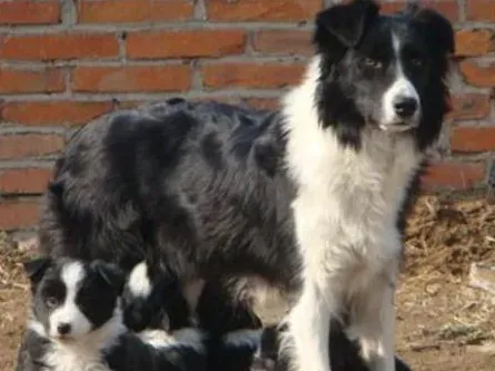 边境牧羊犬智商到底有多高 边境牧羊犬智商排名 | 边境牧羊犬