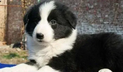 边境牧羊犬|边境牧羊犬有眼屎流清鼻涕，发烧是不是犬瘟
