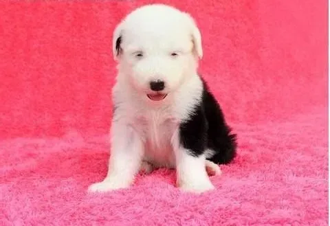 古代牧羊犬|针对古代牧羊犬的喂养问题提出的一些意见
