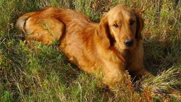 金毛|金毛犬呕吐的原因 防治金毛犬呕吐的方法