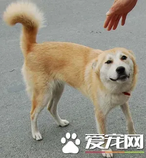 中华田园犬怎么养 教你中华田园犬怎么喂养 | 中华田园犬