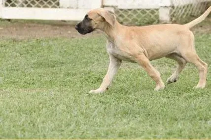 大丹犬|大丹犬总爱喘粗气是什么问题