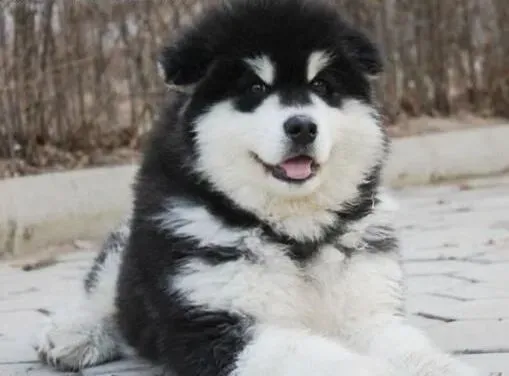 阿拉斯加犬|阿拉斯加雪橇犬腿部的毛发应该怎样修剪才对