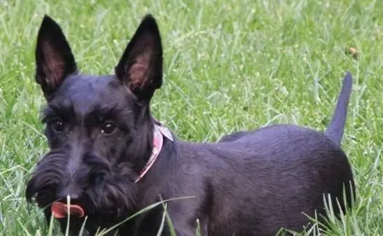 苏格兰梗爱叫吗 苏格兰梗属于比较安静的犬种 | 苏格兰梗
