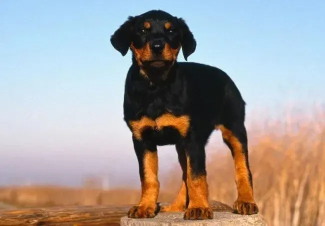 罗威纳犬|罗威纳犬便便里有白色的虫子如何是好