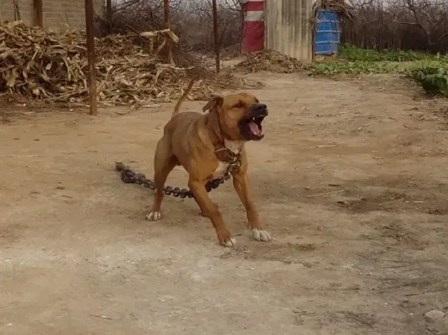 比特犬|主人给比特犬洗澡有什么需要注意的事项