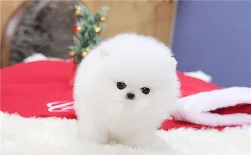 博美犬狗粮 选择博美犬狗粮需要注意的事项 | 博美犬