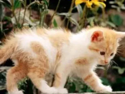 猫能吃甜的吗 猫咪不喜欢吃甜食 | 猫