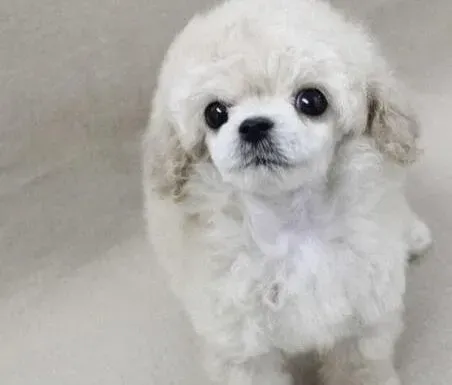 贵宾犬|贵宾犬严重拉稀该怎么办