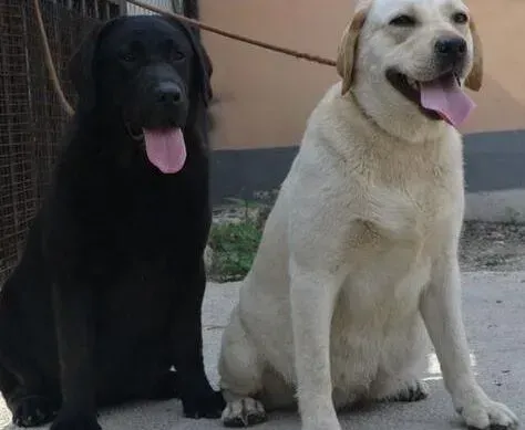 拉布拉多|室内饲养拉布拉多犬除臭的四个方法