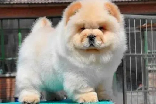 松狮犬|松狮犬最近没精神，爱睡觉是为什么