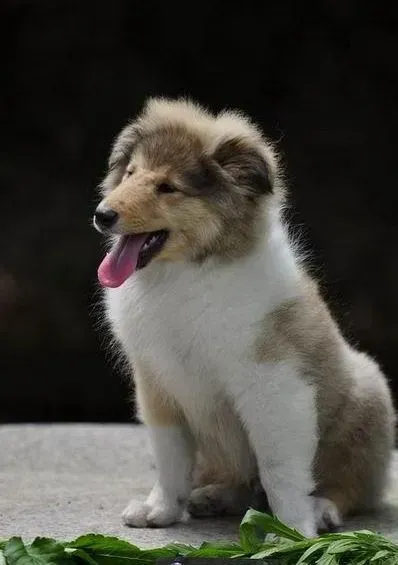 苏格兰牧羊犬|苏格兰牧羊犬总打嗝是什么情况