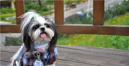 西施犬最害怕 突然产生的较大声响会使它害怕 | 西施犬