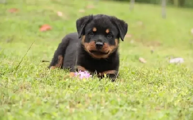 罗威纳犬|别让疾病侵蚀了罗威纳犬冬季的健康