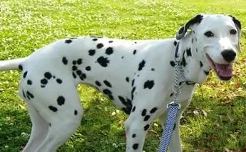 大麦町犬多久怀孕 大麦町6到8月达到性成熟 | 大麦町犬