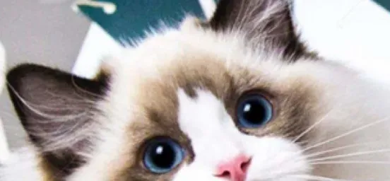 布偶猫不会叫喵是为什么 布偶猫不叫原来是这个原因 | 布偶猫