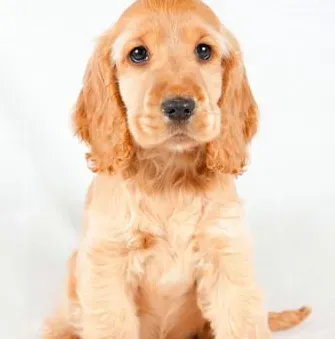 美国可卡犬几周能洗澡 可卡犬的正确洗澡方法 | 美国可卡犬