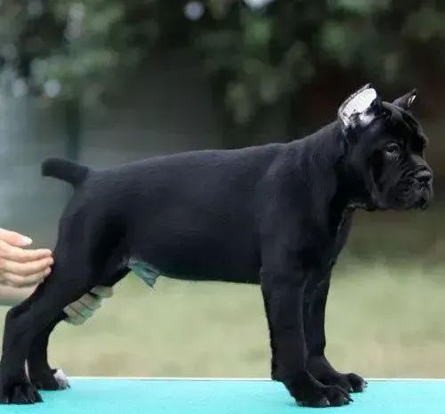 卡斯罗犬|卡斯罗犬发情了该怎么办，麻烦大家帮忙