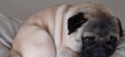 巴哥犬好养吗  健康的饮食住行很有必要 | 巴哥犬