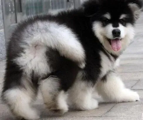 阿拉斯加犬|最近阿拉斯加犬不吃饭应该如何处理