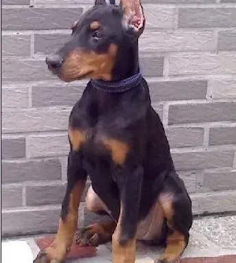 杜宾犬|杜宾犬总舔自己的屁股是什么情况