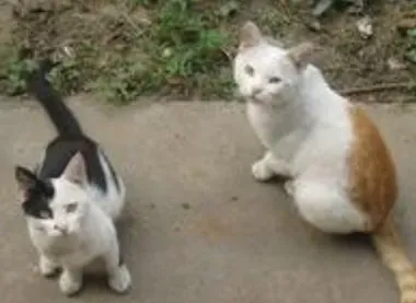 被野猫抓伤出血有没有事 把血挤出去 | 野
