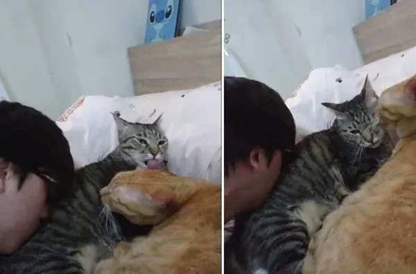 爸爸的吸猫症再发作 该是橘猫椪柑和虎斑跳跳上场啦 | 猫