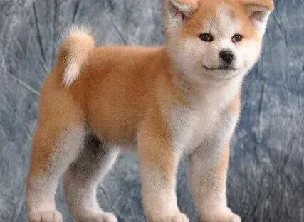 秋田犬|求助 秋田犬精神不好也没有食欲