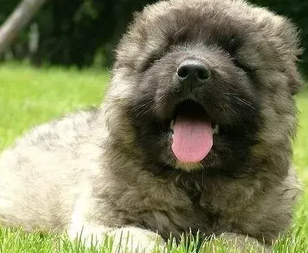 高加索犬|高加索犬患上皮肤病有什么方法可以治疗