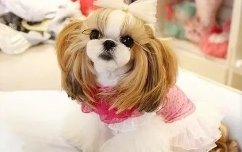 西施犬寿命多长 西施犬的寿命在12到14年 | 西施犬