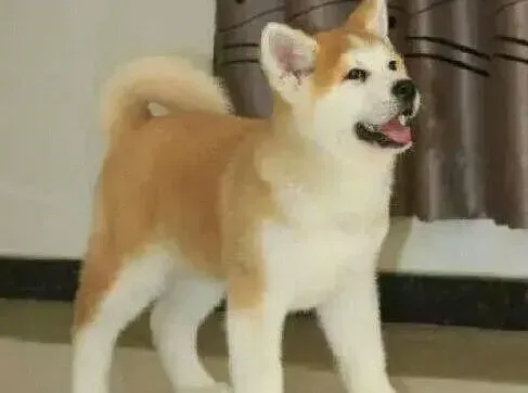 秋田犬|秋田犬在打疫苗之前可以洗澡吗