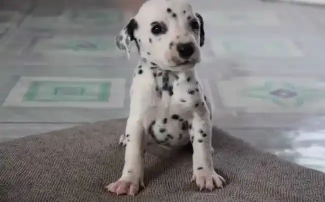 斑点狗|为什么斑点狗需要摄入钙和磷