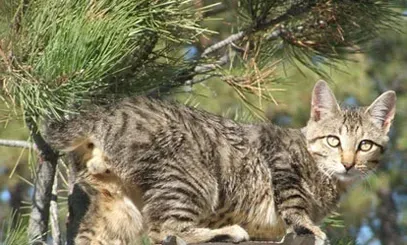 美国短尾猫的养护常识 毛发要定期梳理 | 美国短尾猫