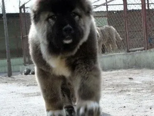 高加索犬|高加索犬尾巴溃烂了一个洞怎么办