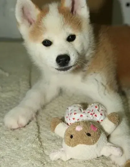 秋田犬|狗狗沟通交流：与秋田犬交流必须了解三方面