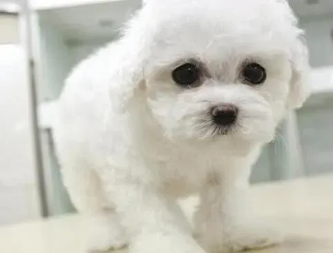 比熊犬|比熊犬的消化系统有哪些常见问题