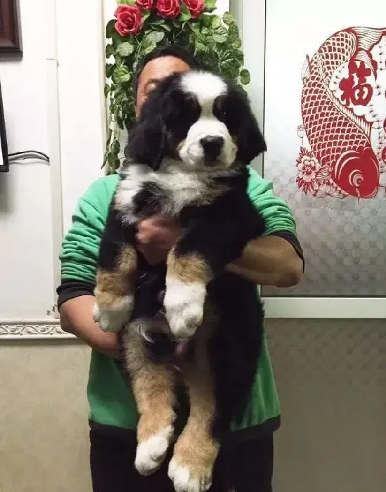 伯恩山犬|对伯恩山犬幼犬调驯的关键命令