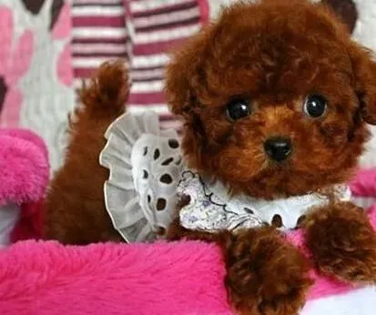 贵宾犬|对贵宾犬进行防晕车训练时的注意事项
