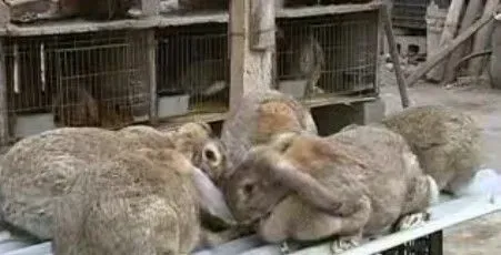 怎么训练公羊兔的大小便 先准备好厕所 | 公羊兔