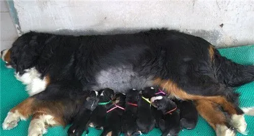 伯恩山犬怎么看好坏 成犬和幼犬的选购方法 | 伯恩山犬