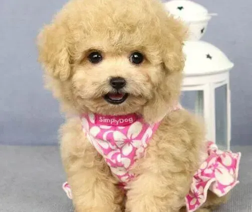 泰迪犬|推荐几种治疗泰迪犬感冒的最佳办法