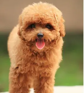 标准贵宾犬成年后多重 贵宾犬能长多大 | 贵宾